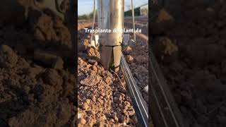 Trasplante de plantula  chiltepin 🌱🔴 [upl. by Yzmar]