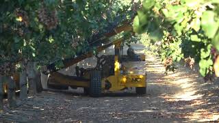 Harvesting Pistachios in California 2017 [upl. by Nohsreg]