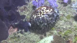 Tiger cowrie Cypraea tigris on the reef at night [upl. by Oshinski]