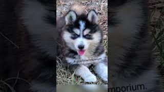 Pomsky puppies RTG puppytimeemporium7080 [upl. by Suisyola]