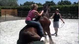 Amazing Ride of an unbroke 2 year old Clydesdale [upl. by Ardiekal]