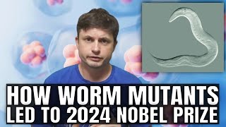 So Whats MicroRNA and What Does It Do 2024 Nobel Prize in Medicine Explained [upl. by Riki]