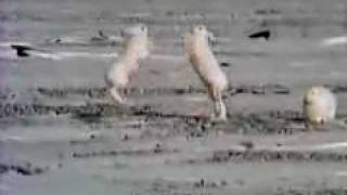 A fight between a male and a female Arctic hare [upl. by Hayikaz662]