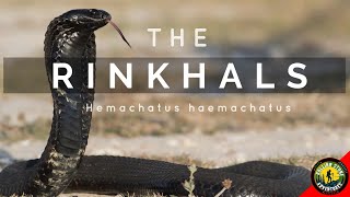 WARNING  RINKHALS  PLAYS DEAD  HEMACHATUS HAEMACHATUS  FAKES DEATH [upl. by Ronaele830]