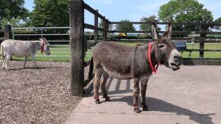 Adoption donkey Gareth practising his singing voice at The Donkey Sanctuary [upl. by Bradman378]