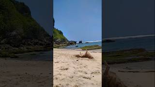 Koa dog loves beach walking ocean morning uluwatu bali happy travel walkthrough enjoy [upl. by Bryce558]