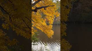 Twin Lakes Park in Fall 🍂 🍁Oct262024 virginiausa townlife [upl. by Eyde]