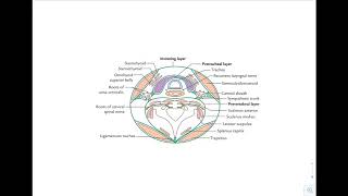 Prevertebral fascia [upl. by Llenyt]