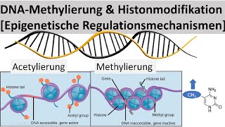 Transkriptionsfaktoren  Enhancer  Silencer Genregulation Eukaryoten  Biologie Oberstufe [upl. by Hyland]