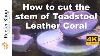 How to cut the stem of toadstool leather coral and replace its base 막 자란 레더 목치는 방법 [upl. by Stearn]