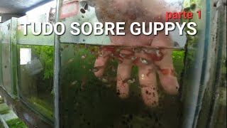 a Bíblia dos GUPPYS  LEBISTES visita a estufa do Rodrigo Ziviani parte 1 [upl. by Ardnovahs]