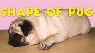 Pug Sheeran  Shape of Pug Shape of You spoof [upl. by Dez]