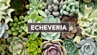 Echeveria Succulents 101  Care Tips amp Unique Traits [upl. by Zucker]