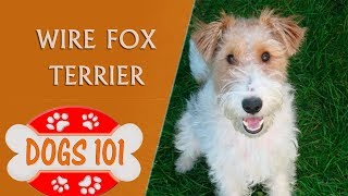 Dogs 101  Wire Fox Terrier  Top Dog Facts About the Wire Fox Terrier [upl. by Edda]