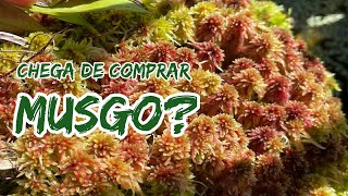 Como reproduzir MUSGO SPHAGNUM VIVO [upl. by Aihsemaj]