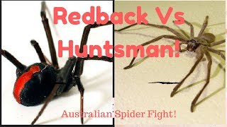 SPIDER FIGHT Australian Redback Vs Huntsman [upl. by Delaine]