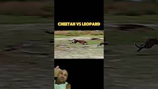 animals cheetah leopard cheetay tiger edit leapard lion wildlife [upl. by Supen]