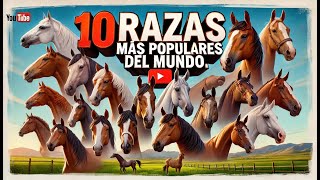 Las 10 Razas De Caballos Mas Populares Del Mundo 🐴Del Cerro Soy [upl. by Schluter159]