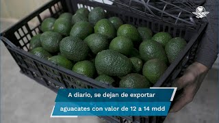 Aguacateros dan opción a EU para volver a exportar [upl. by Ardel]