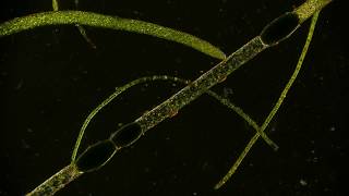 🔬 Cytoplasmic Streaming  movement of clorophyl in cloroplasts inside an algae under microscope 4K [upl. by Ynor]