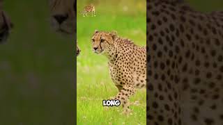 Unleashing the Cheetah 🐆 Speed Strength and Survival cheetah africa [upl. by Maighdiln]