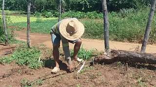 Irrigação por gotejamento em canadeaçúcar [upl. by Sitoeht]