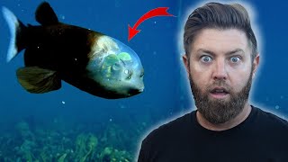 10 Deep Sea Creatures That Will Blow Your Mind [upl. by Annahael]