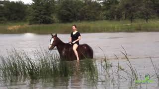 Volunteer Encounter swimming with horses at Antelope Park Zimbabwe [upl. by Aletse]