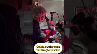 Coleta de óvulos para fertilização fertilizaçãoinvitro infertilidade icsi fiv [upl. by Ludovick]