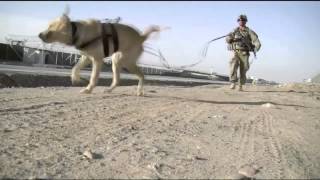 Dogs Train To Search For IEDs  Military Working Dogs Learn To Sniff For Explosives [upl. by Masha]