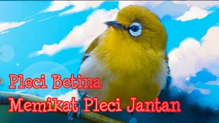 Suara Pleci Betina Memanggil Pleci Jantan Agar Cepat Naik Birahi [upl. by Niowtna]