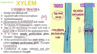 Complex Permanent Tissue Bsc Botany [upl. by Erdah]