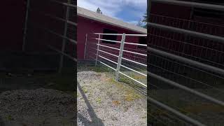 Converting Horse Stall to Chicken Coop [upl. by Ahteral577]