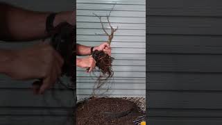 Liquidambar root chop bonsai shorts [upl. by Lynna292]