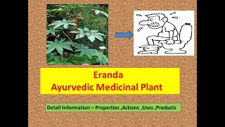 Eranda l Health Benefits of Castor oil l Ricinus communis l Ayurvedic uses castor Arand l uses [upl. by Leizo]