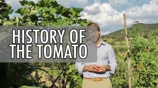 The History of the Tomato in 2 Minutes  Walks of Italy [upl. by Giffie]