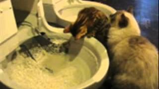 Guinness amp Funny CatGenie Self Washing Self Flushing Cat Box [upl. by Blank975]