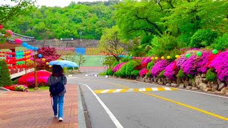 Walking Tour of Dongguk Seoul Campus in a Colorful Spring Day [upl. by Ahtaga]