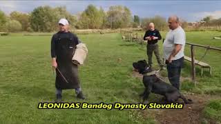 Bandog Leonidas  protection training K9Jager [upl. by Iaka607]