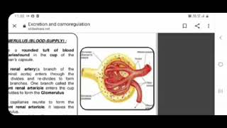 Structure of Nephron [upl. by Necaj]