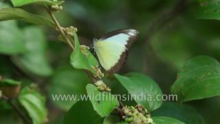 Butterflies galore  Chocolate Albatross Grey Pansy and more [upl. by Hutton]