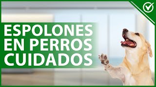 🐶 ESPOLONES EN PERROS Qué son causas cuidados y cómo cortarlos 🐾🐶 [upl. by Woody379]