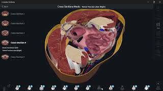 Lumbosacral plexus 11  Superior Gluteal Nerve شرح [upl. by Aniretake253]