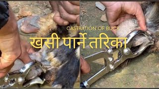 Castration of buck by close method [upl. by Audy]