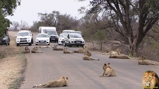 Largest Lion Pride Ever Blocking Road In Kruger Park [upl. by Anilag]