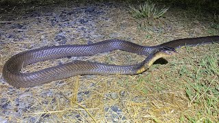 Monocled cobra Naja kaouthia from Bangkok outskirts October 2024 [upl. by Rednaxela]