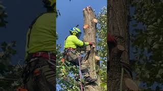 One chunk at a time arborcare arborist treecare climbing treeremoval arboristlife [upl. by Guod]