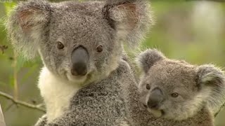 How Koalas Breed  Making Animal Babies  BBC Earth [upl. by Buford]