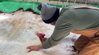 Blackfeet Tribe teaching bison hide tanning to next generation [upl. by Garfield317]