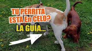 🐕PERRAS en CELO 👇Guía Sobre El Ciclo De Celo De Las Perras [upl. by Peednama241]